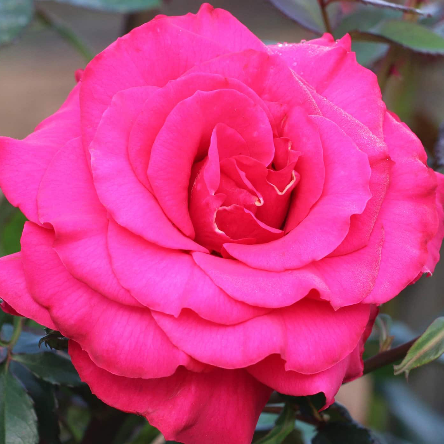 Rosa 'Fame!' GR - 3 gallon
