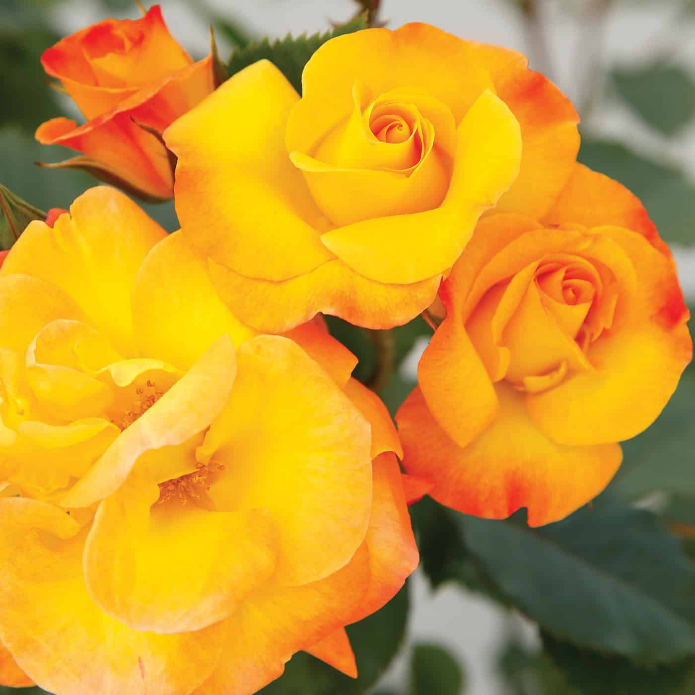 Rosa 'Veranda Fiesta' FL - 3 gallon