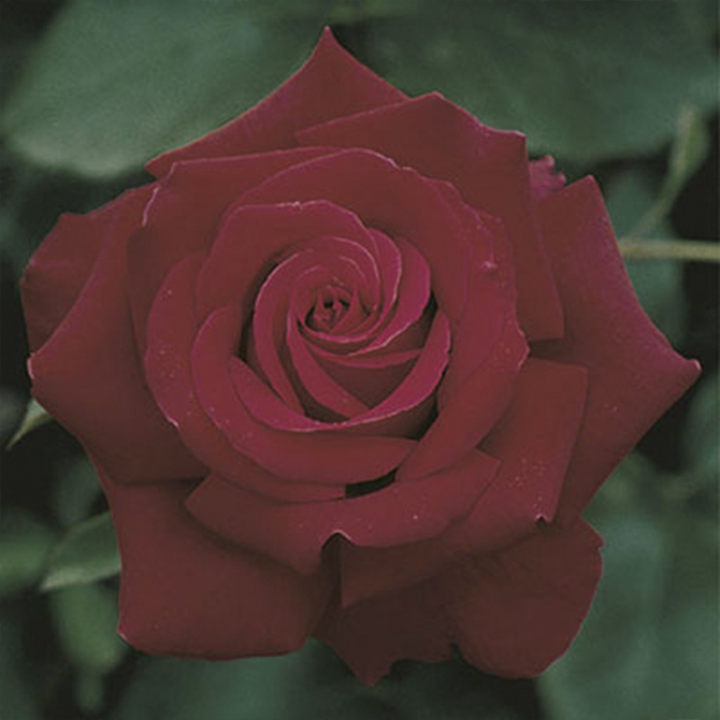 Firefighter® Hybrid Tea Rose Patio Tree 36"