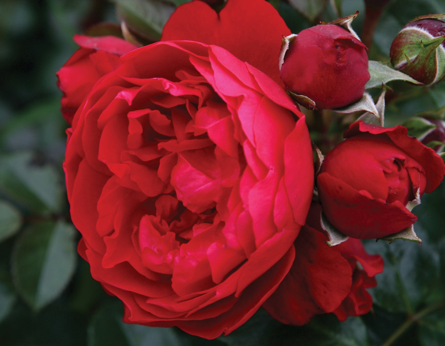 Arborose® Florentina™ Climbing Rose #3