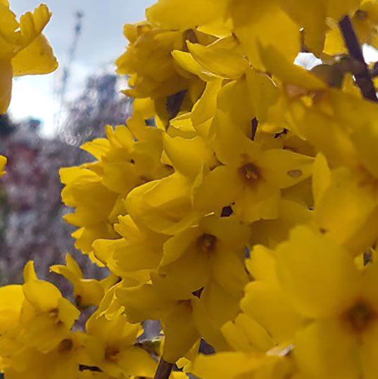 Forsythia 'Kolgold' - 5 gallon