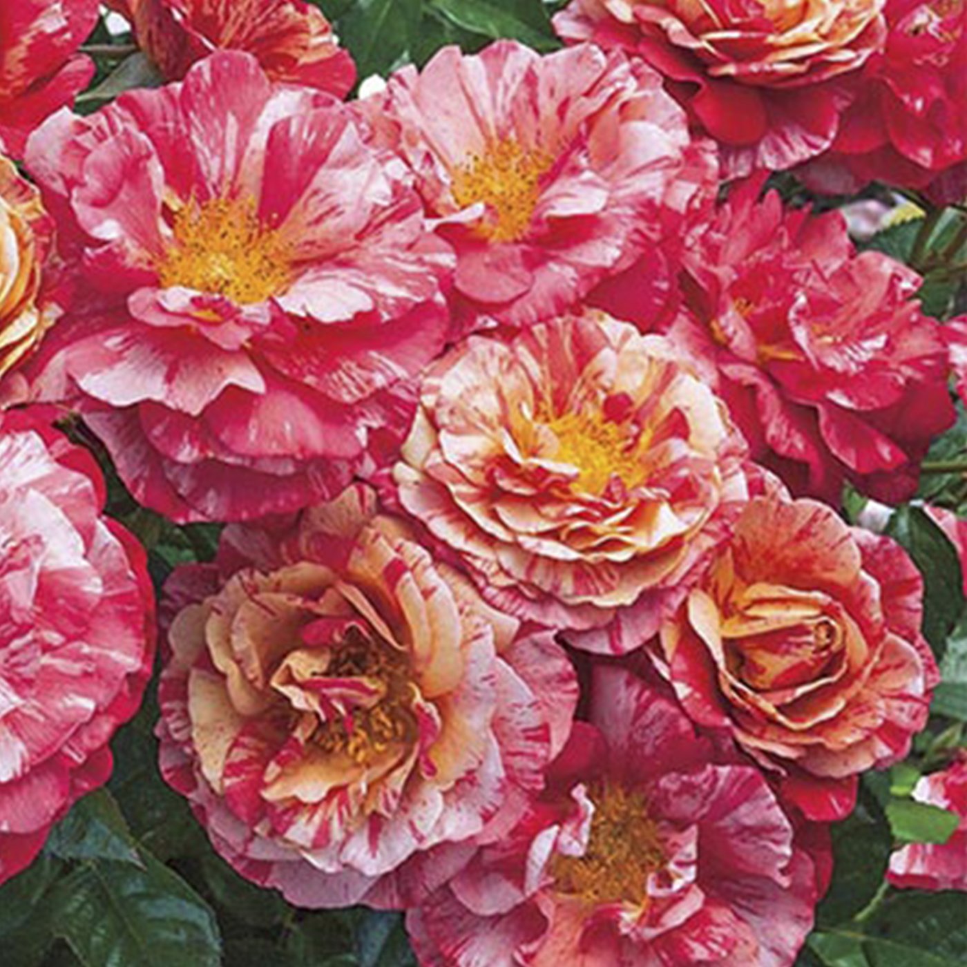 Frida Kahlo Floribunda Rose Patio Tree 24"