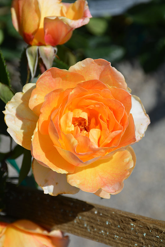 Garden Sun™ Climbing Rose #3