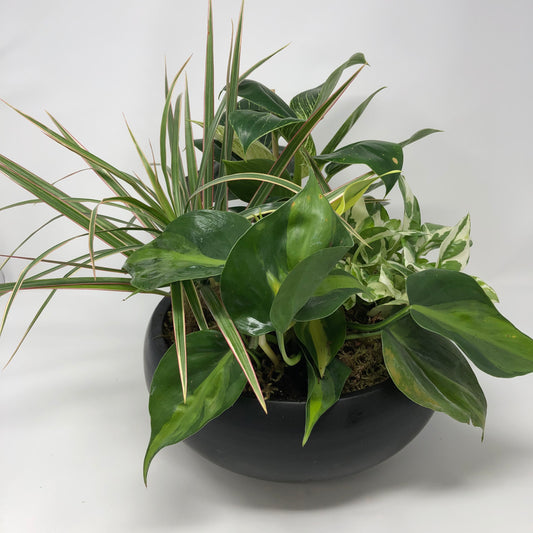 Mixed Plant Gardens