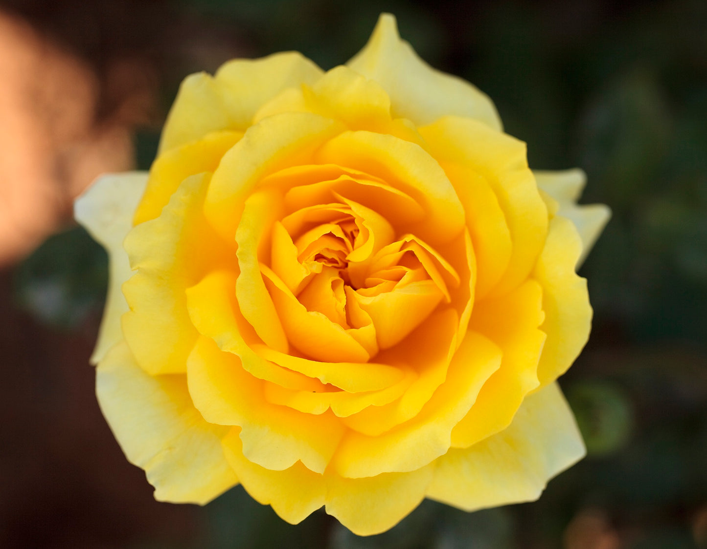 Gina Lollobrigida Hybrid Tea Rose #3
