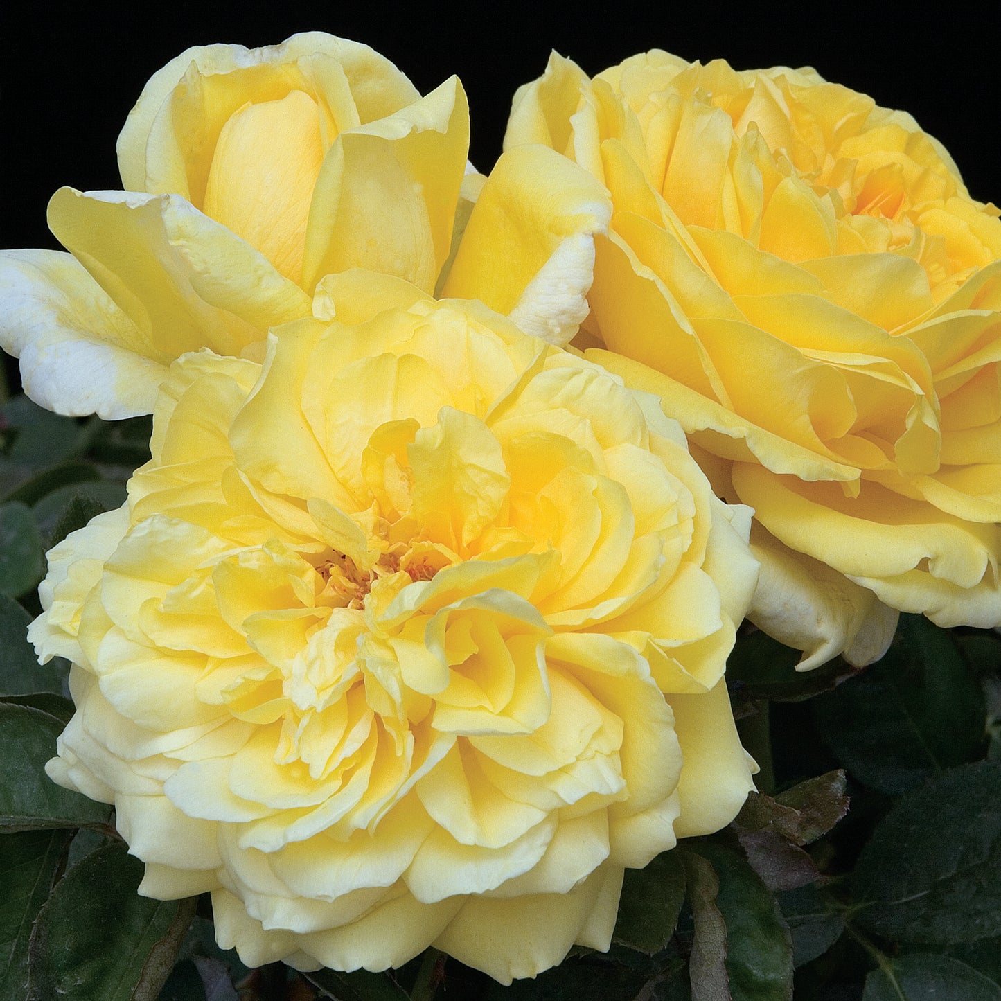 Rosa 'Gina Lollobrigida' HT - 3 gallon