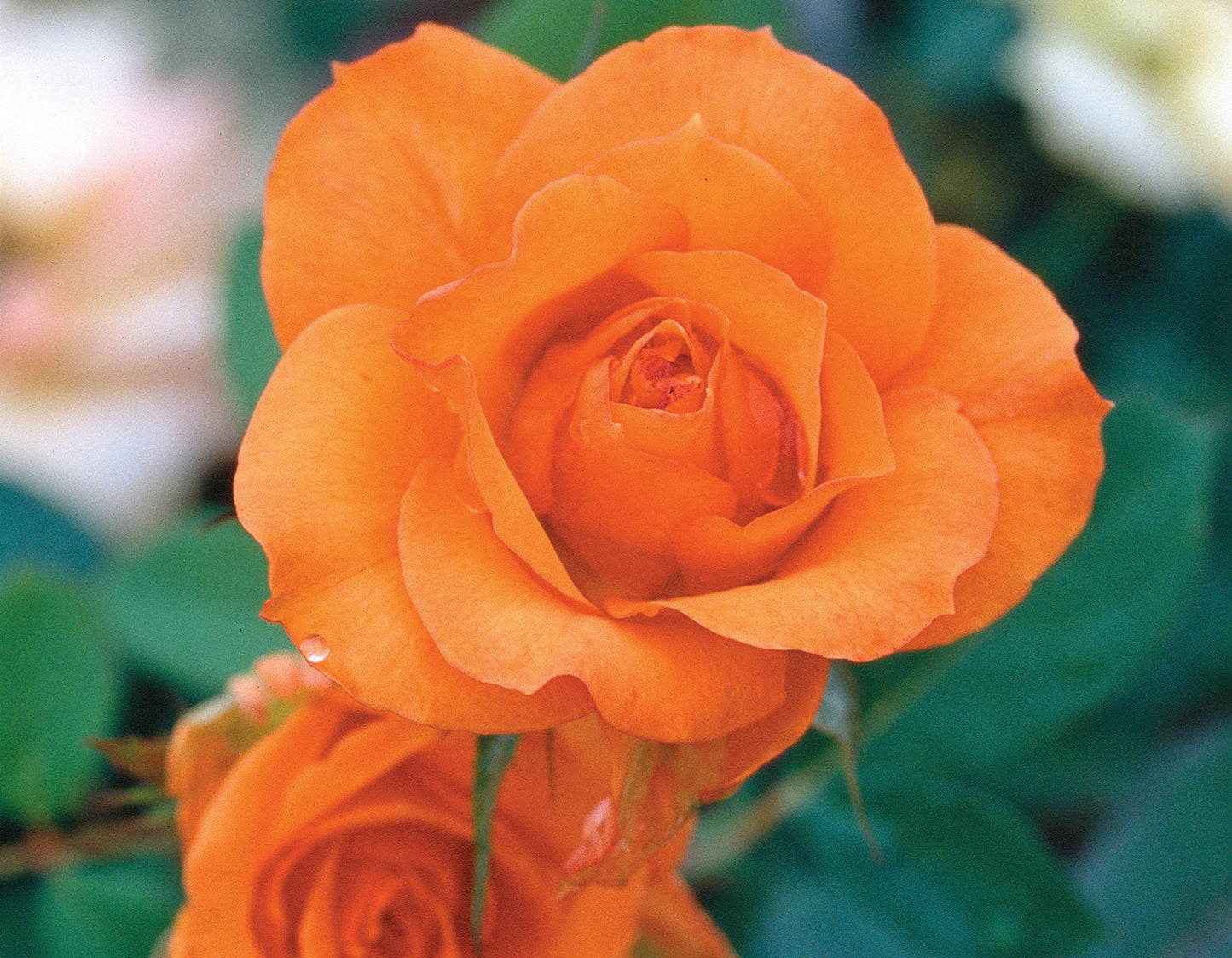 Gingersnap Floribunda Rose #3