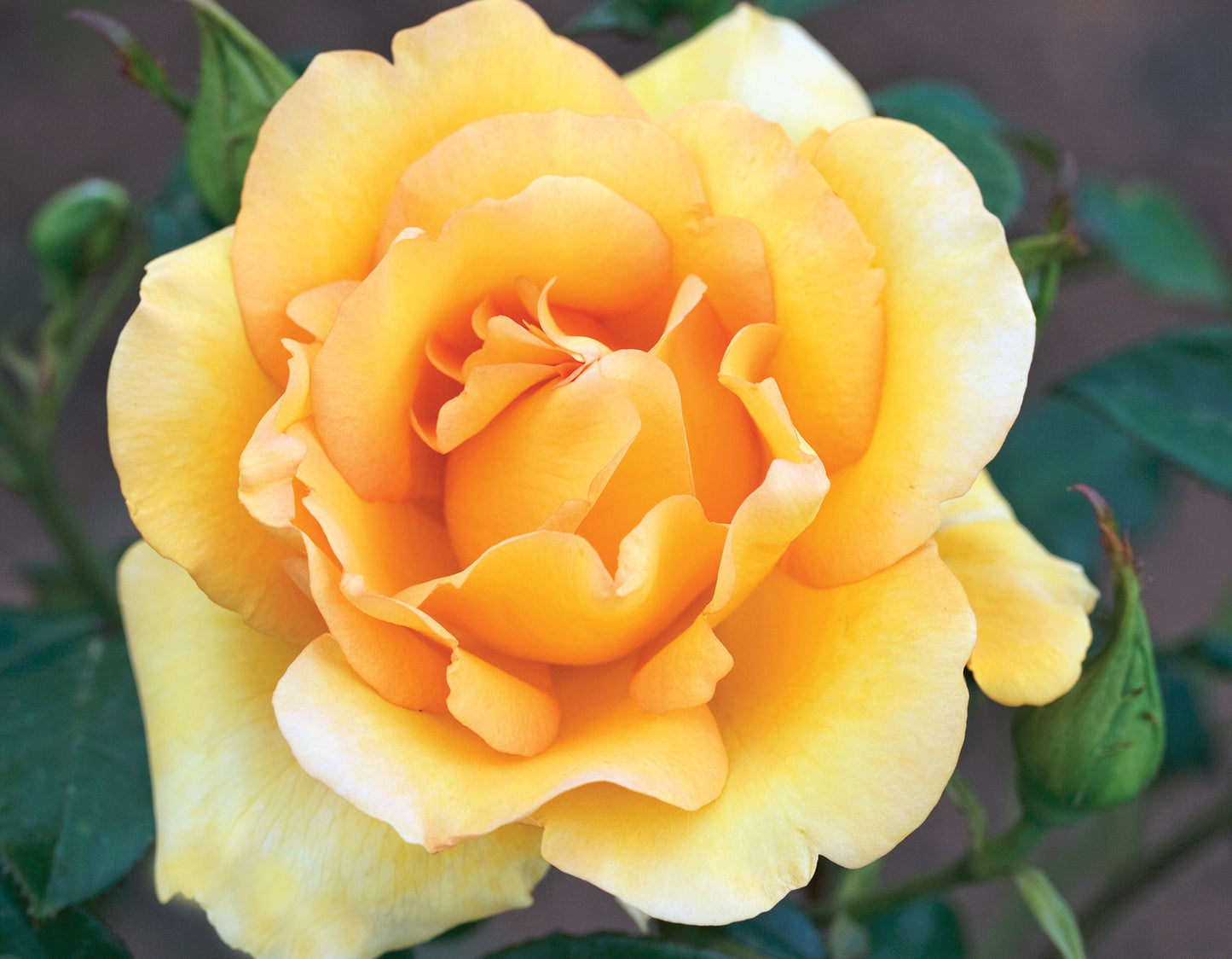 Gold Struck™ Grandiflora Rose #3