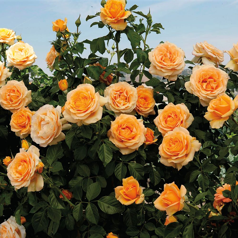 Golden Opportunity Climbing Rose #3