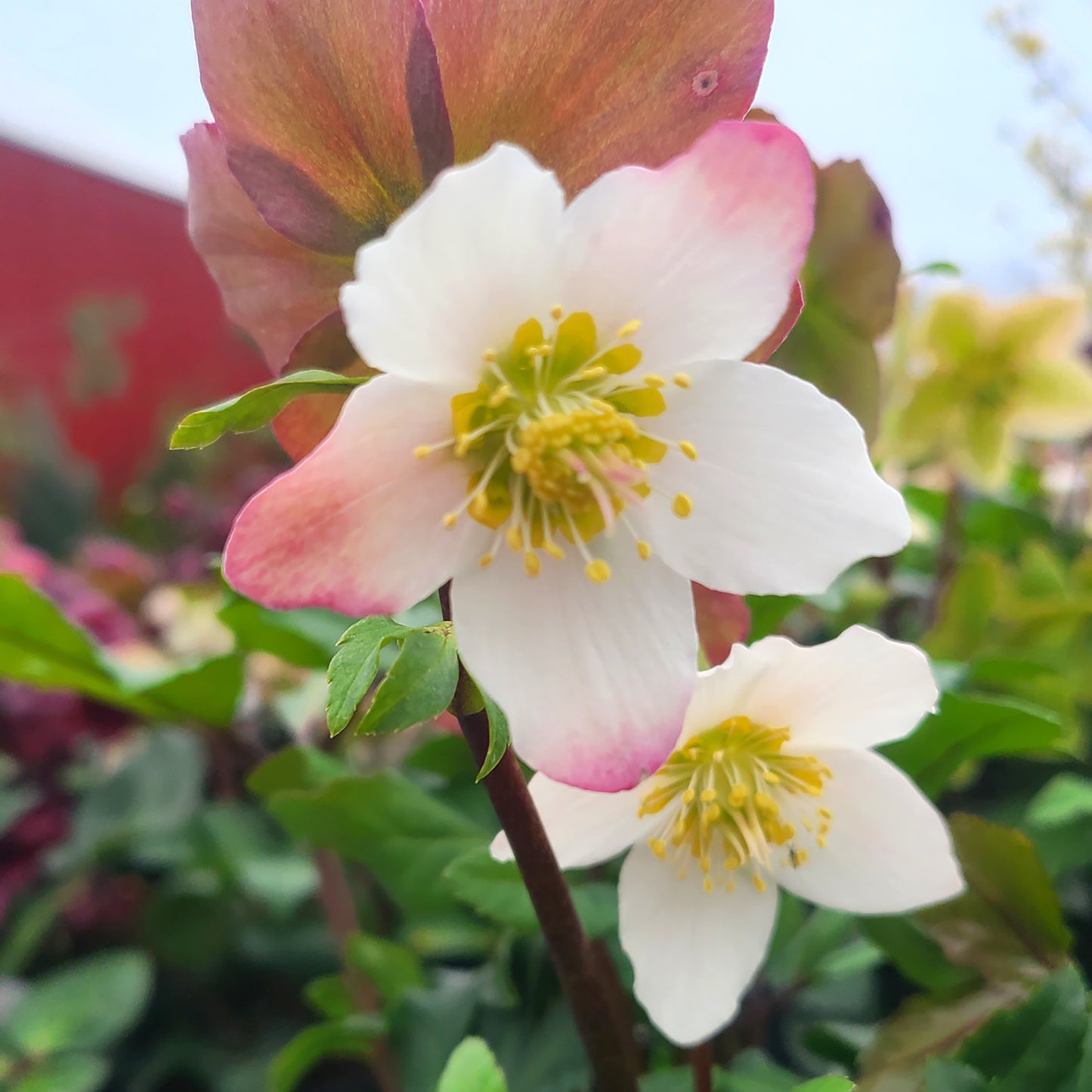 Helleborus 'HGC Jacob' - 1 gallon