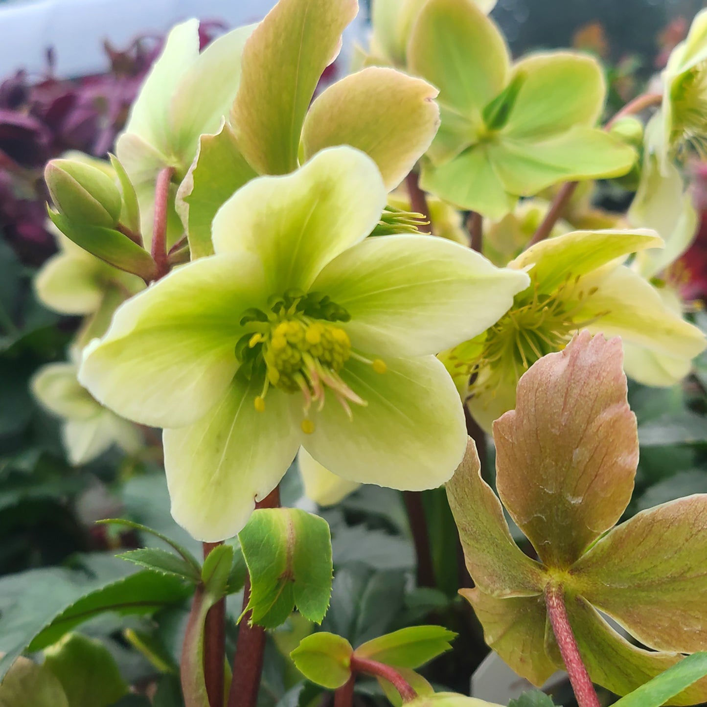 Helleborus 'Honeyhill Joy' - 1 gallon
