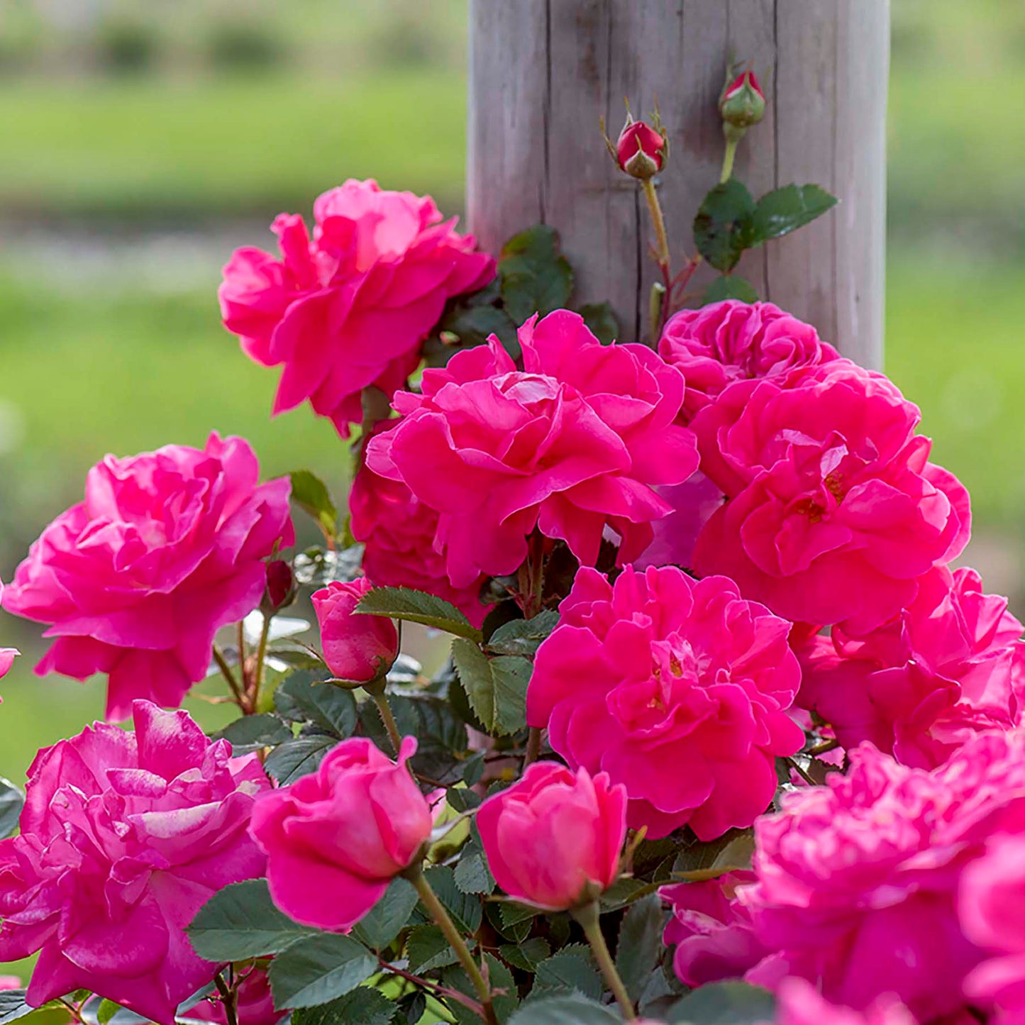 Rosa 'Highwire Flyer' CL - 3 gallon