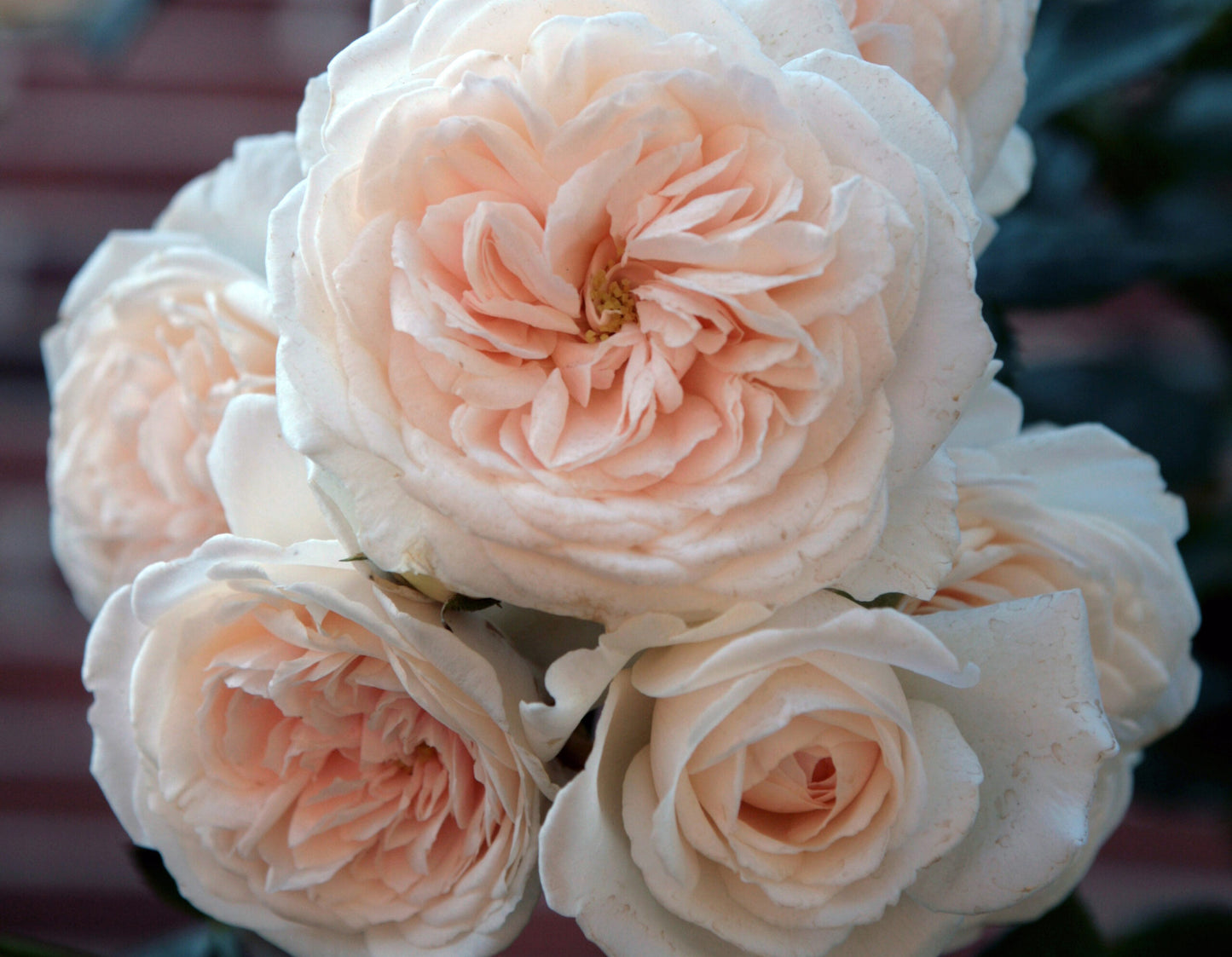 Arborose® Honeymoon™ Climbing Rose #3