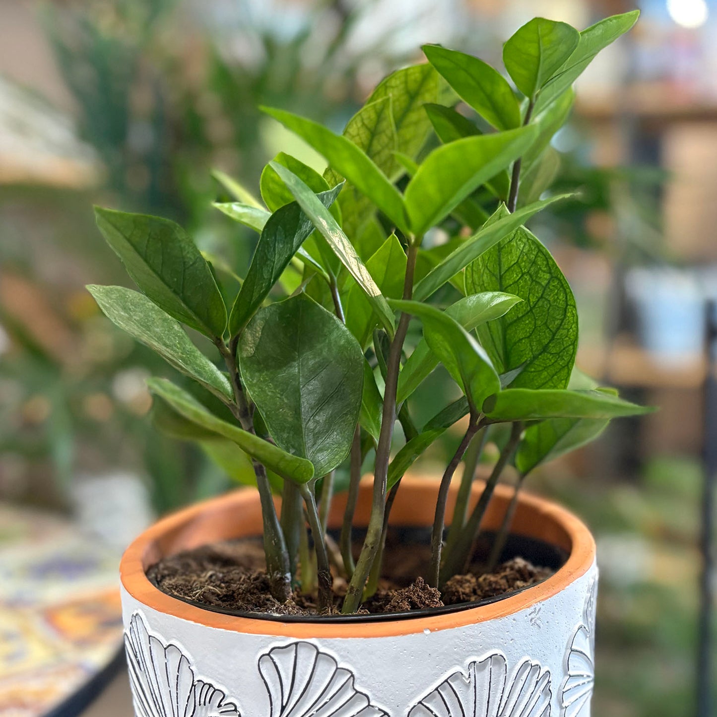 Houseplant Zamioculcas zamiifolia - 8 inch