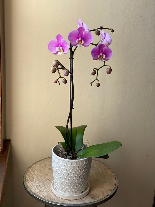 Potted Phalaenopsis Orchid - Large