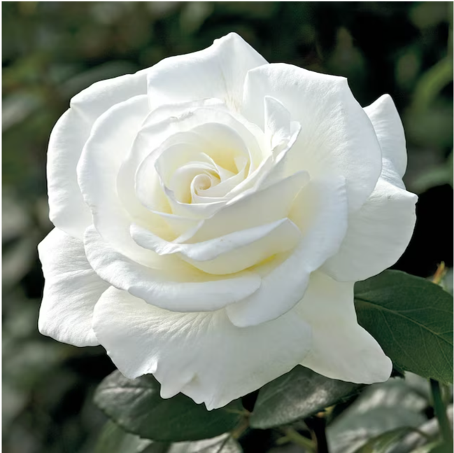 John F. Kennedy Hybrid Tea Rose #3