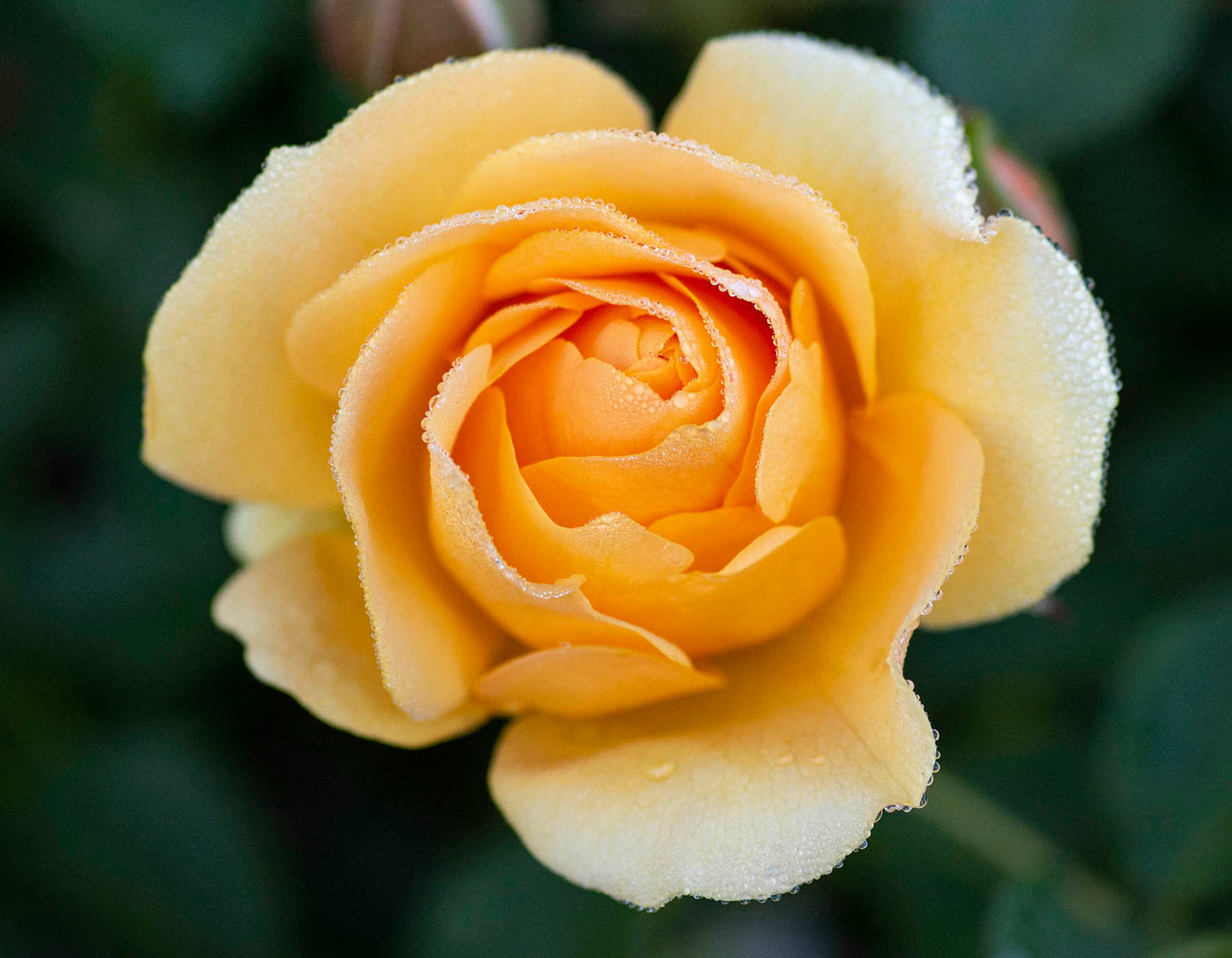 Julia Child™ Floribunda Rose Patio Tree 24"