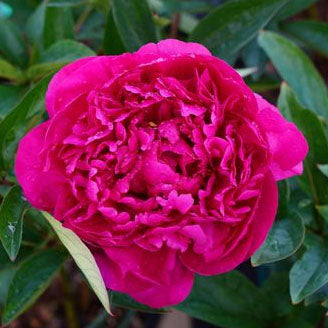 Paeonia 'Kansas' - 2 gallon