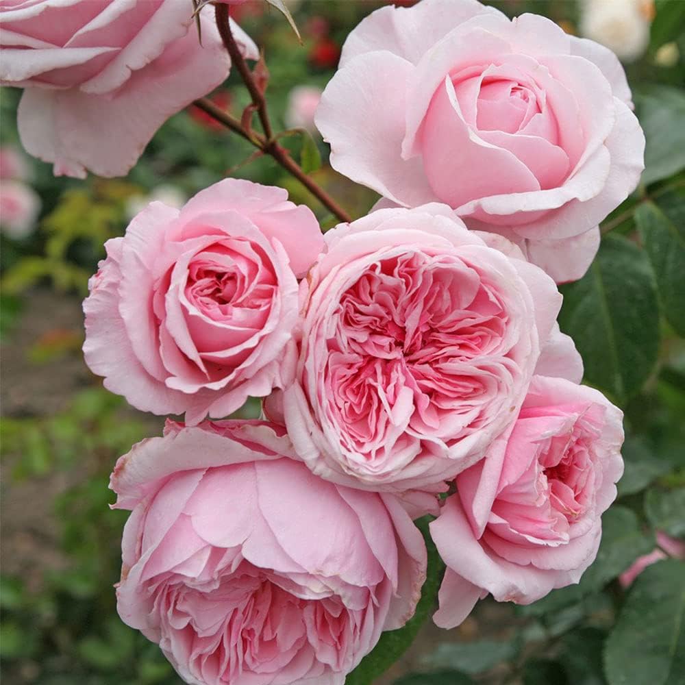 Arborose® Kiss Me Kate™ Climbing Rose #3