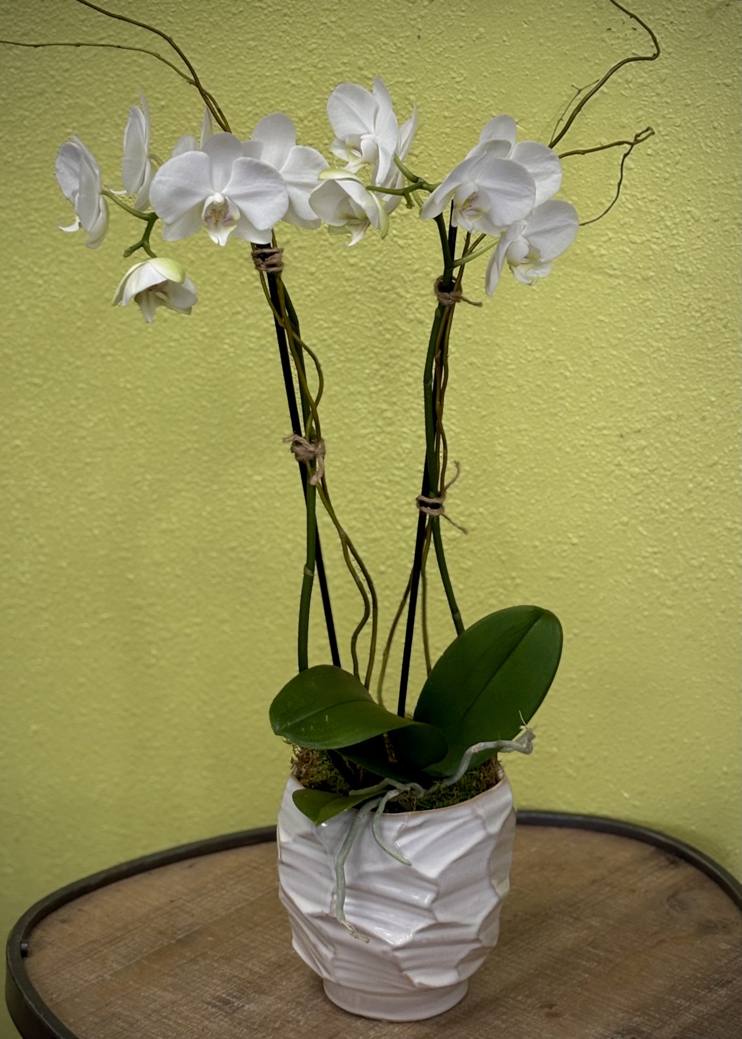 Potted Phalaenopsis Orchid - Large