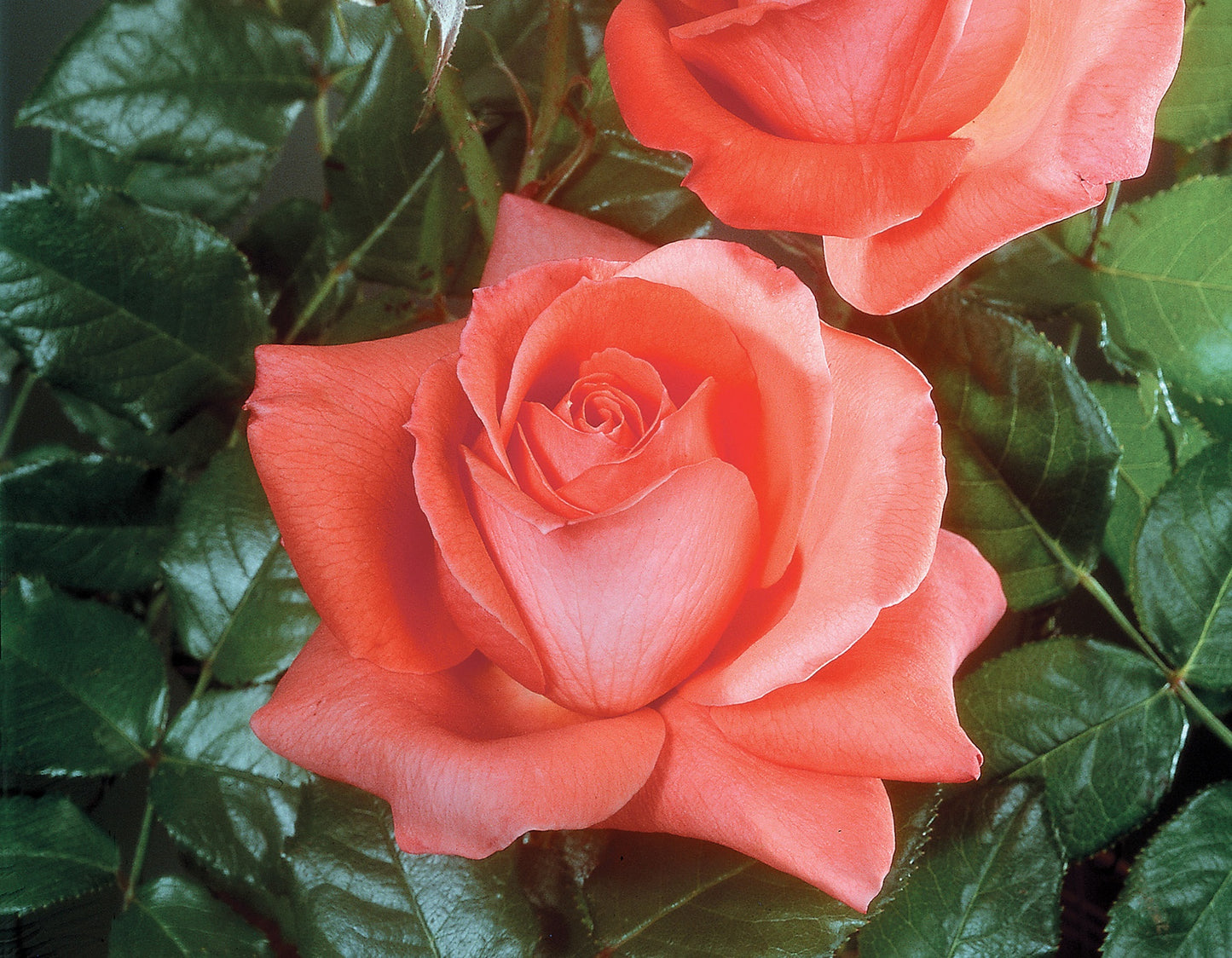 Lasting Peace™ Grandiflora Rose #3