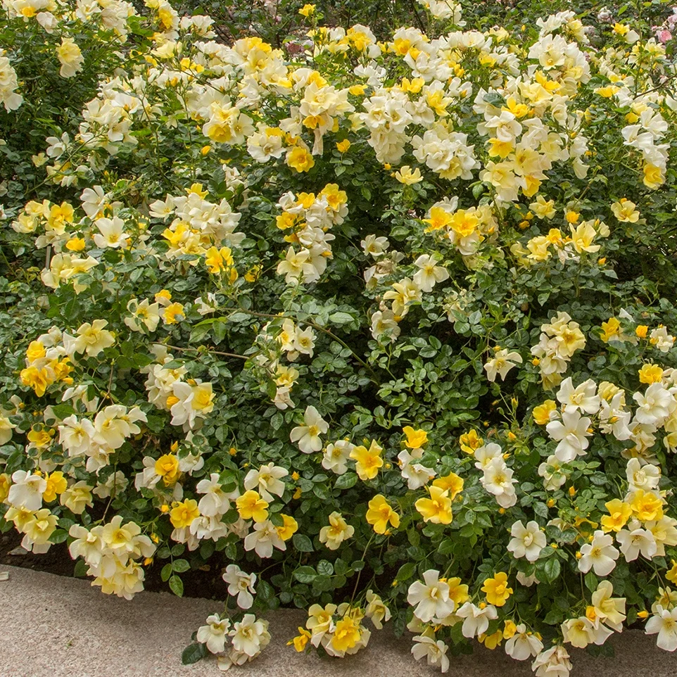 Rosa 'Limoncello' SH - 3 gallon