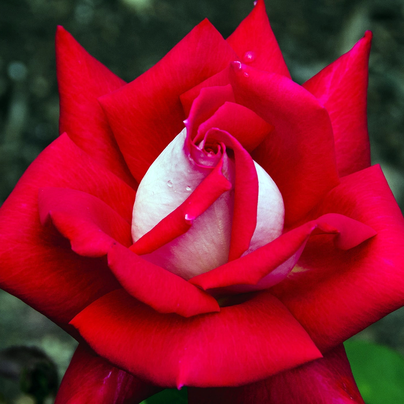 Rosa 'Love' HT - 3 gallon