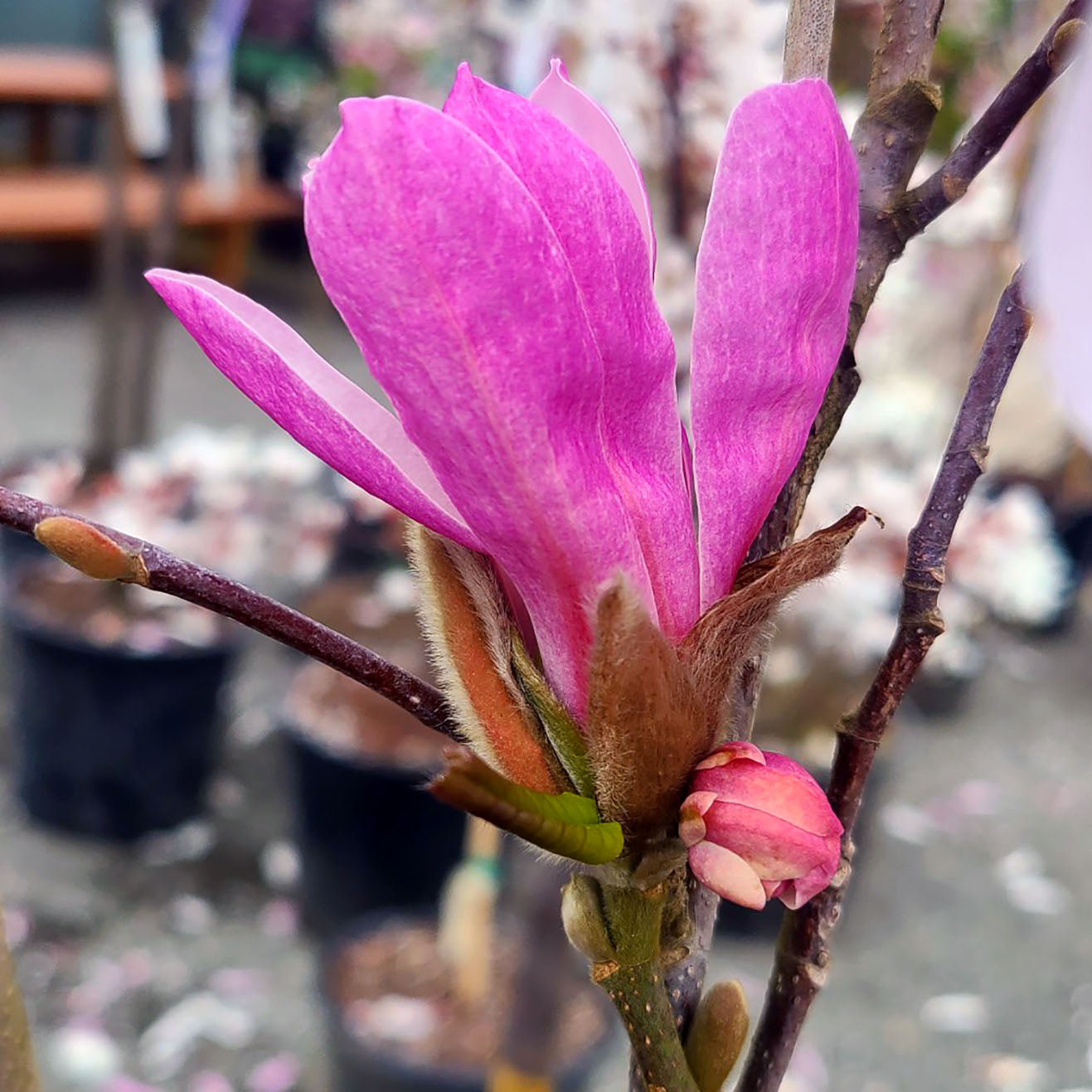 Magnolia 'Leonard Messel' - 7 gallon