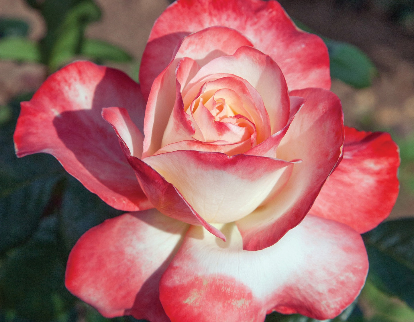 Mercury Rising™ Hybrid Tea Rose #3
