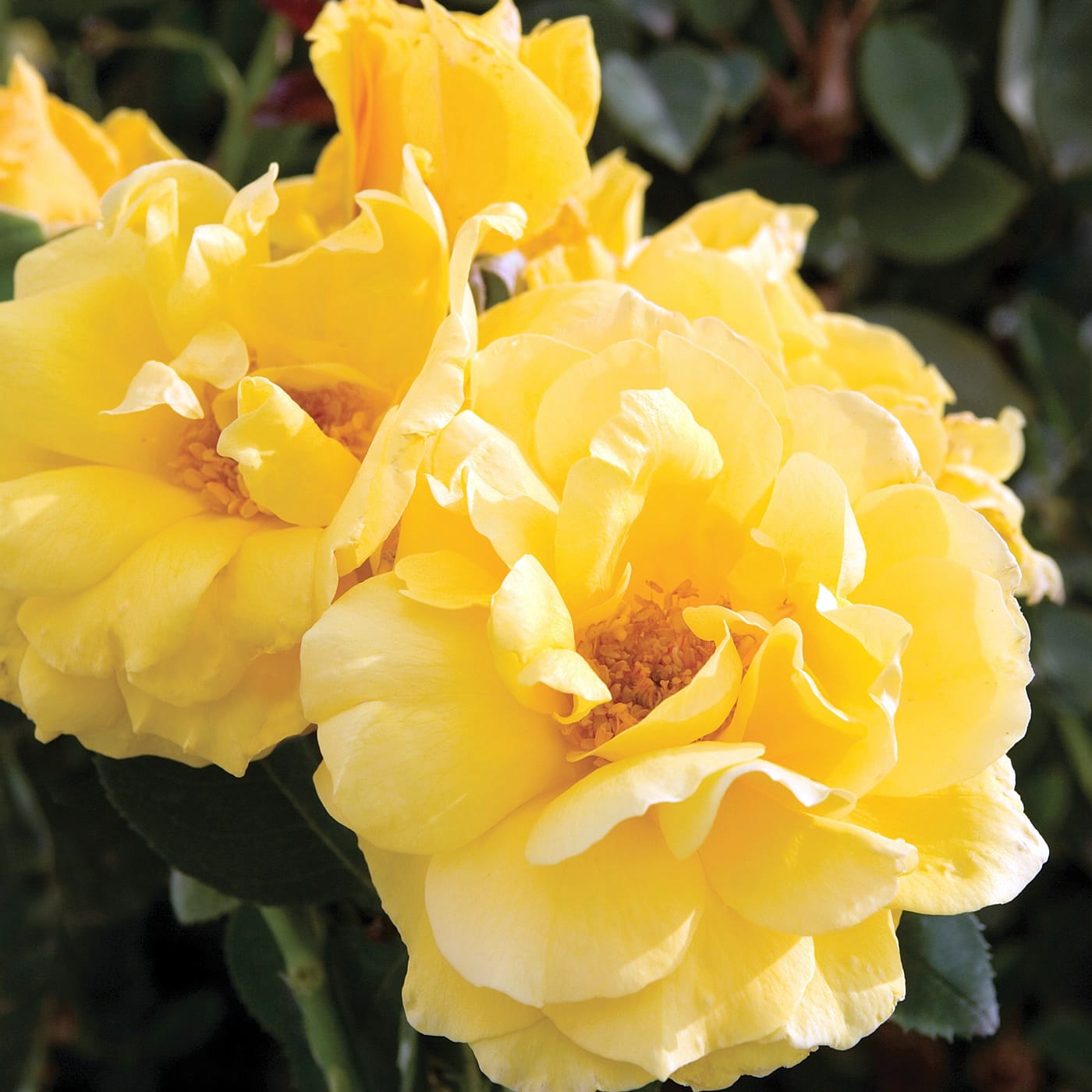 Rosa 'Midas Touch' HT - 3 gallon