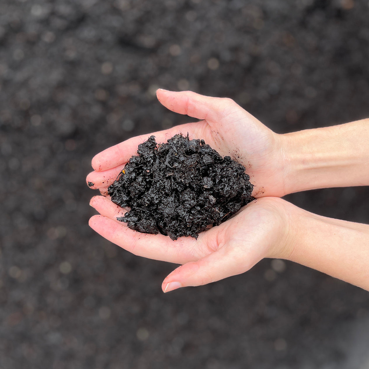 Mint Compost - per yard
