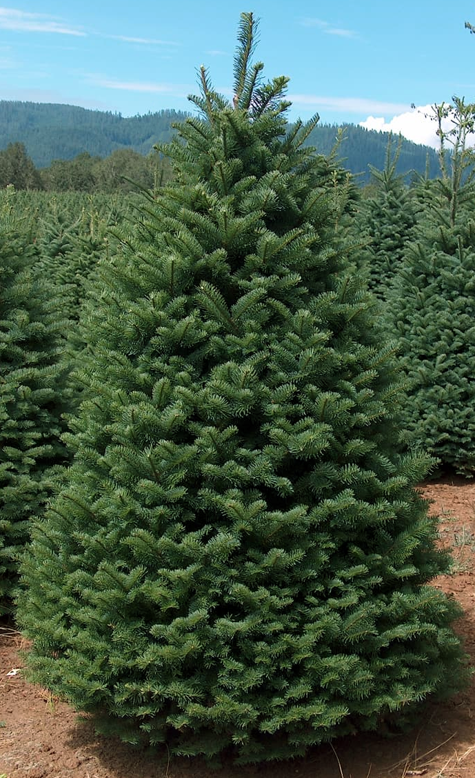 Cut Tree Noble Fir 7-8'