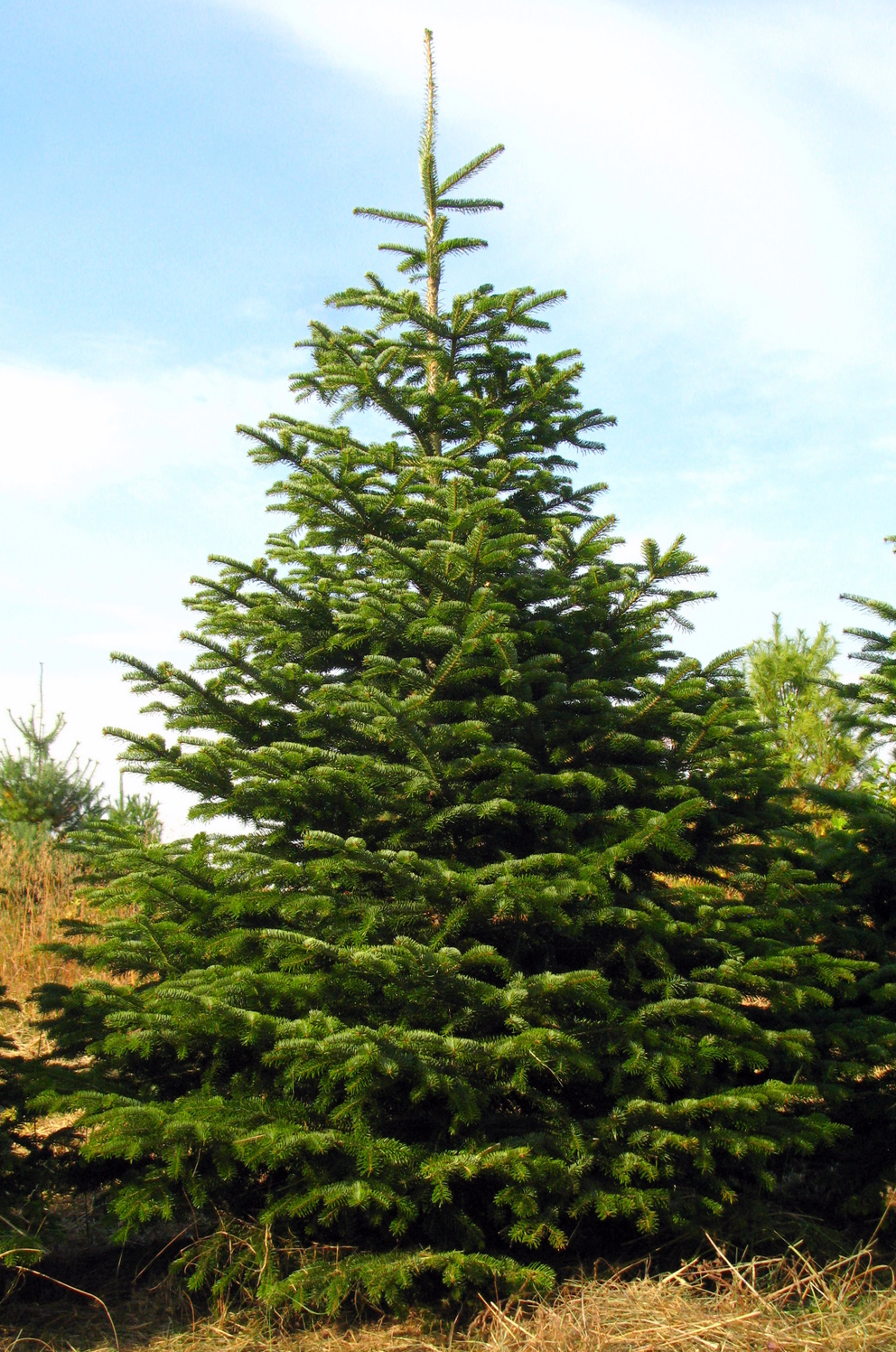 Cut Tree Nordmann Fir 5-6'