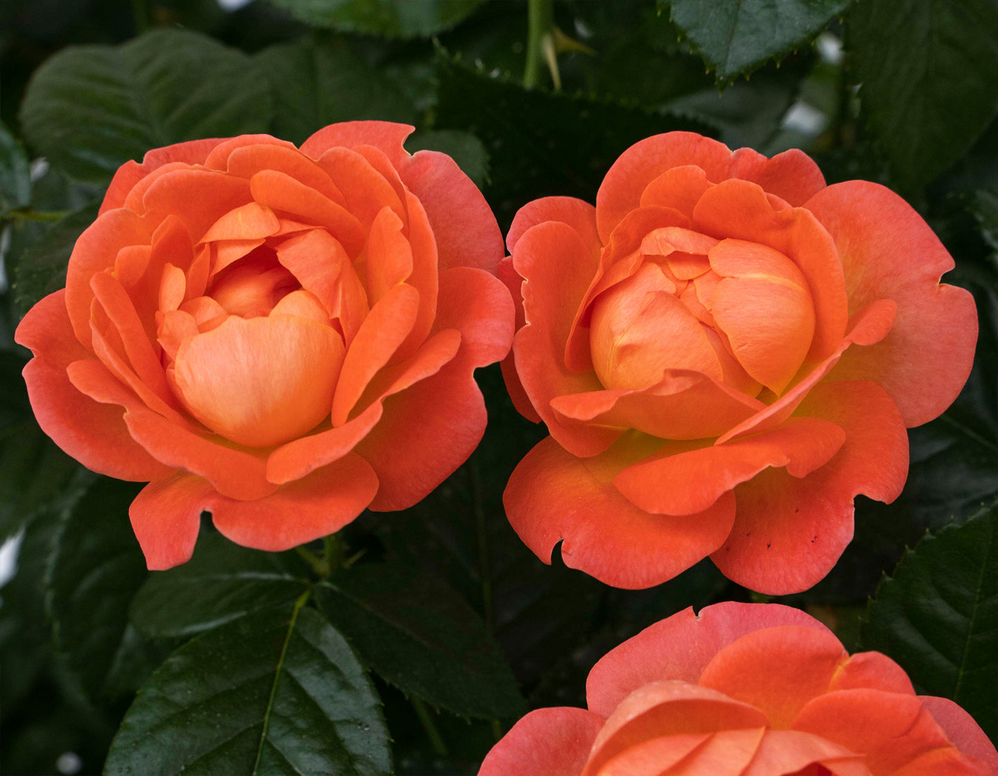 Orange Glow™ Knock Out® Shrub Rose #3
