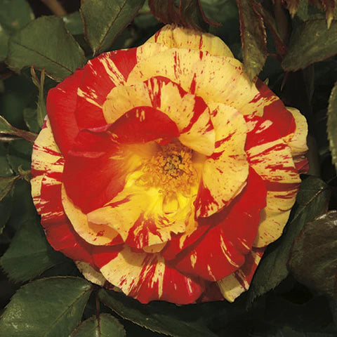 Oranges 'N' Lemons Shrub Rose #3