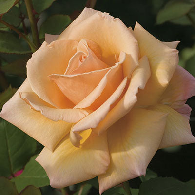 Over the Moon™ Hybrid Tea Rose Patio Tree 36"