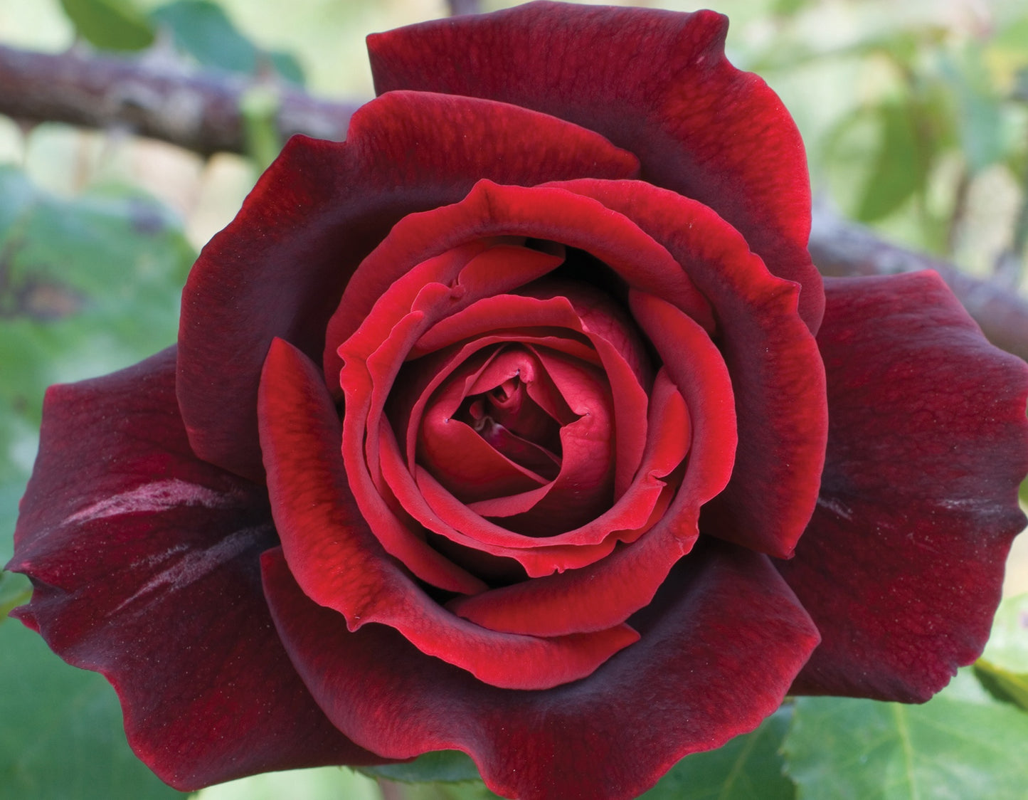 Papa Meilland® Hybrid Tea Rose #3