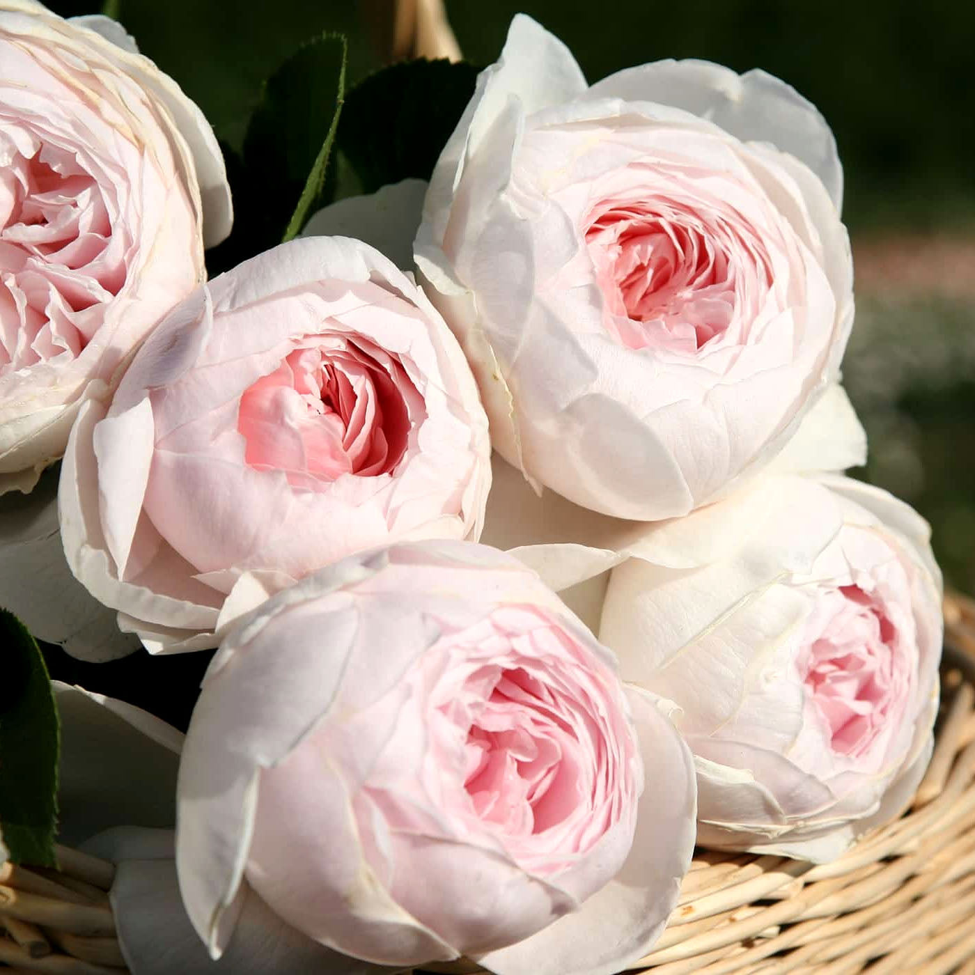 Rosa 'Parfuma Earth Angel' HT - 3 gallon