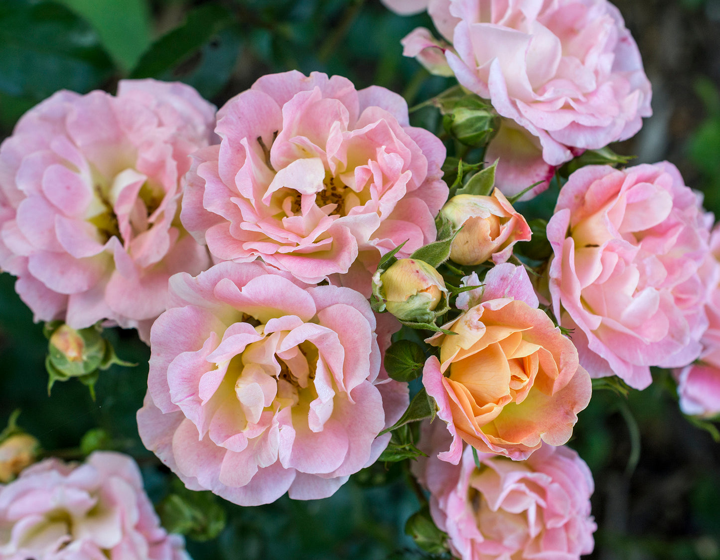 Peach Drift® Groundcover Rose #3