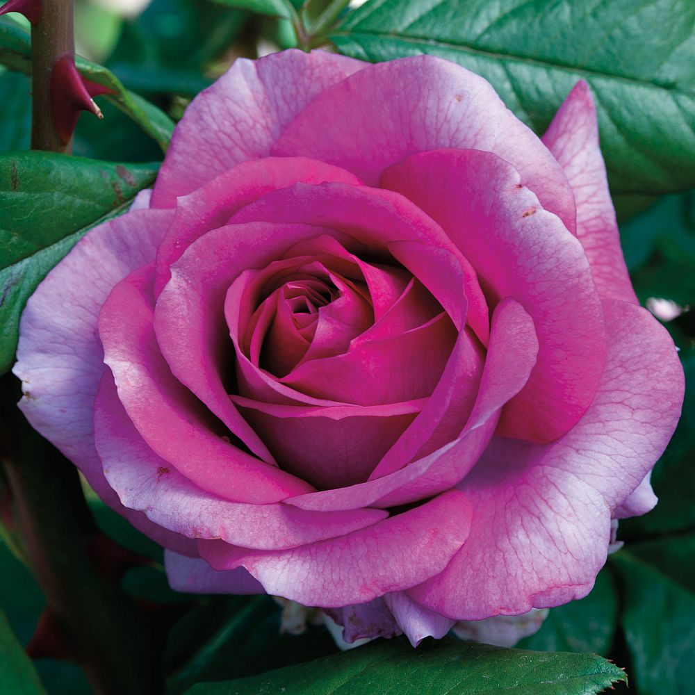 Perfume Factory™ Hybrid Tea Rose #3