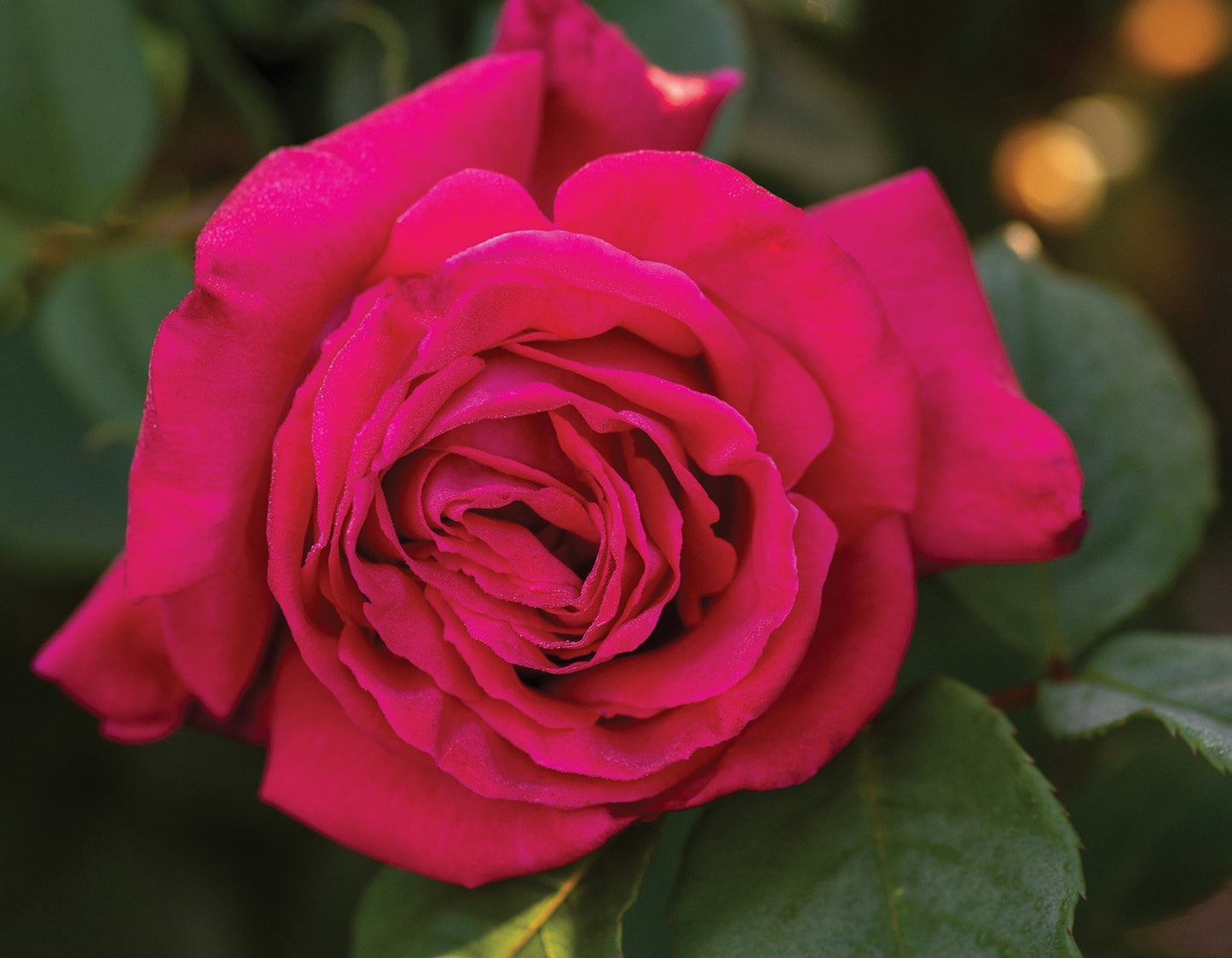 Peter Mayle™ Hybrid Tea Rose #3