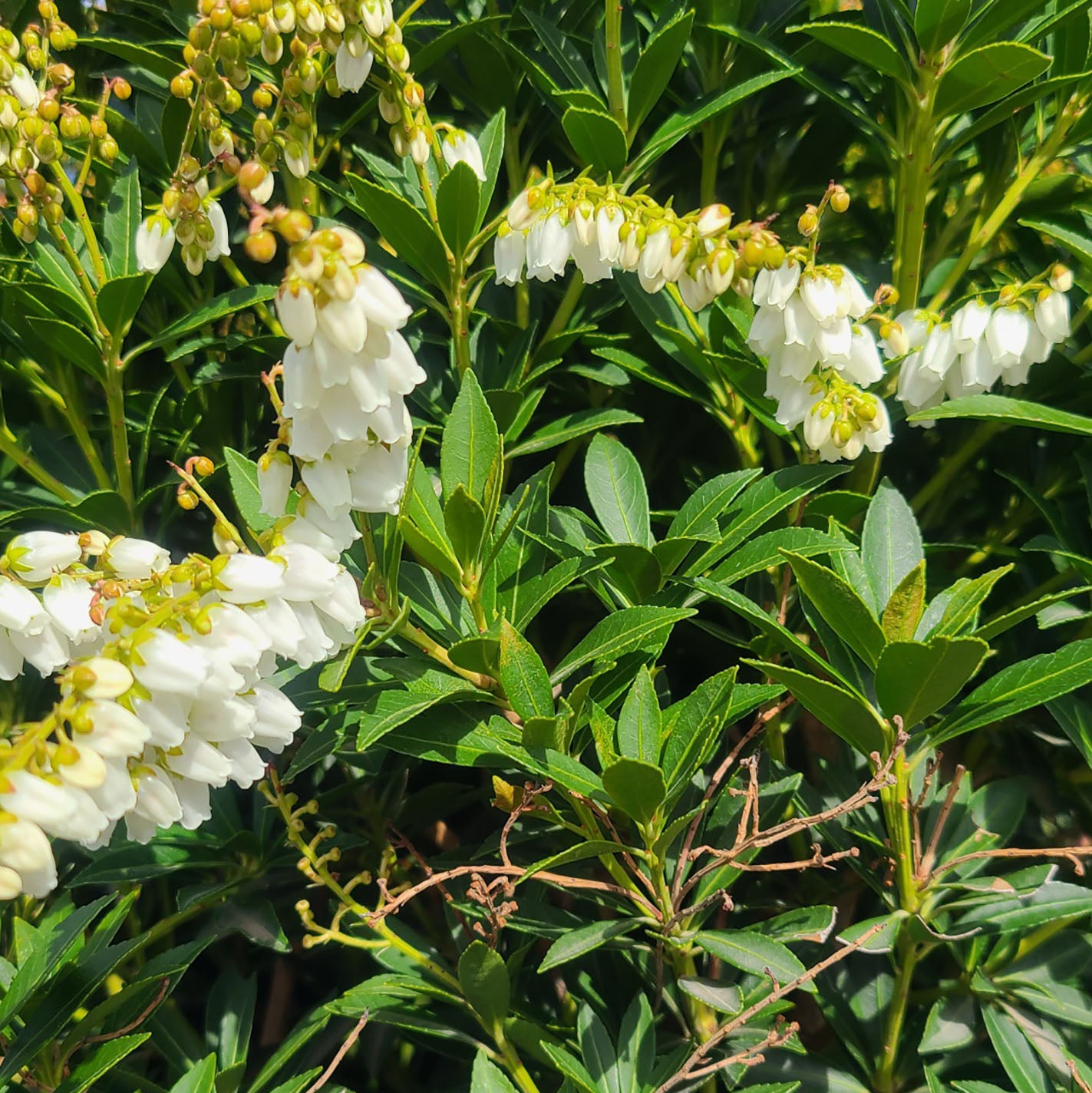 Pieris 'Prelude' - 1 gallon