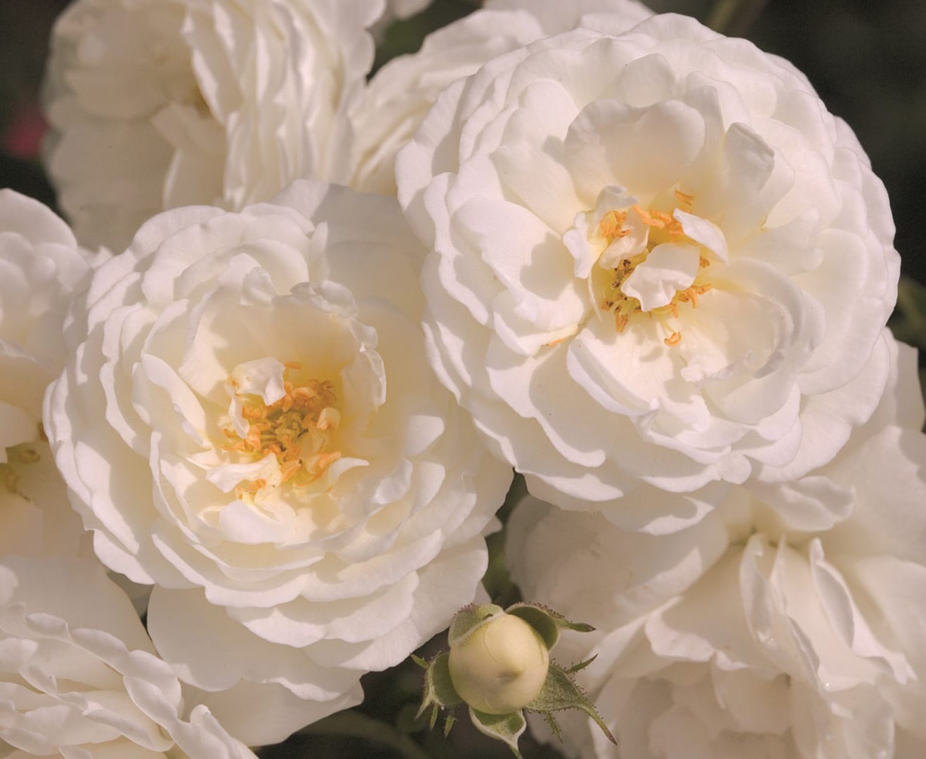 Pillow Fight Shrub Rose #3
