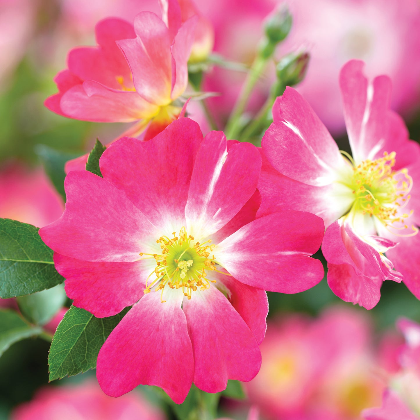 Rosa 'Pink Drift' GC - 3 gallon