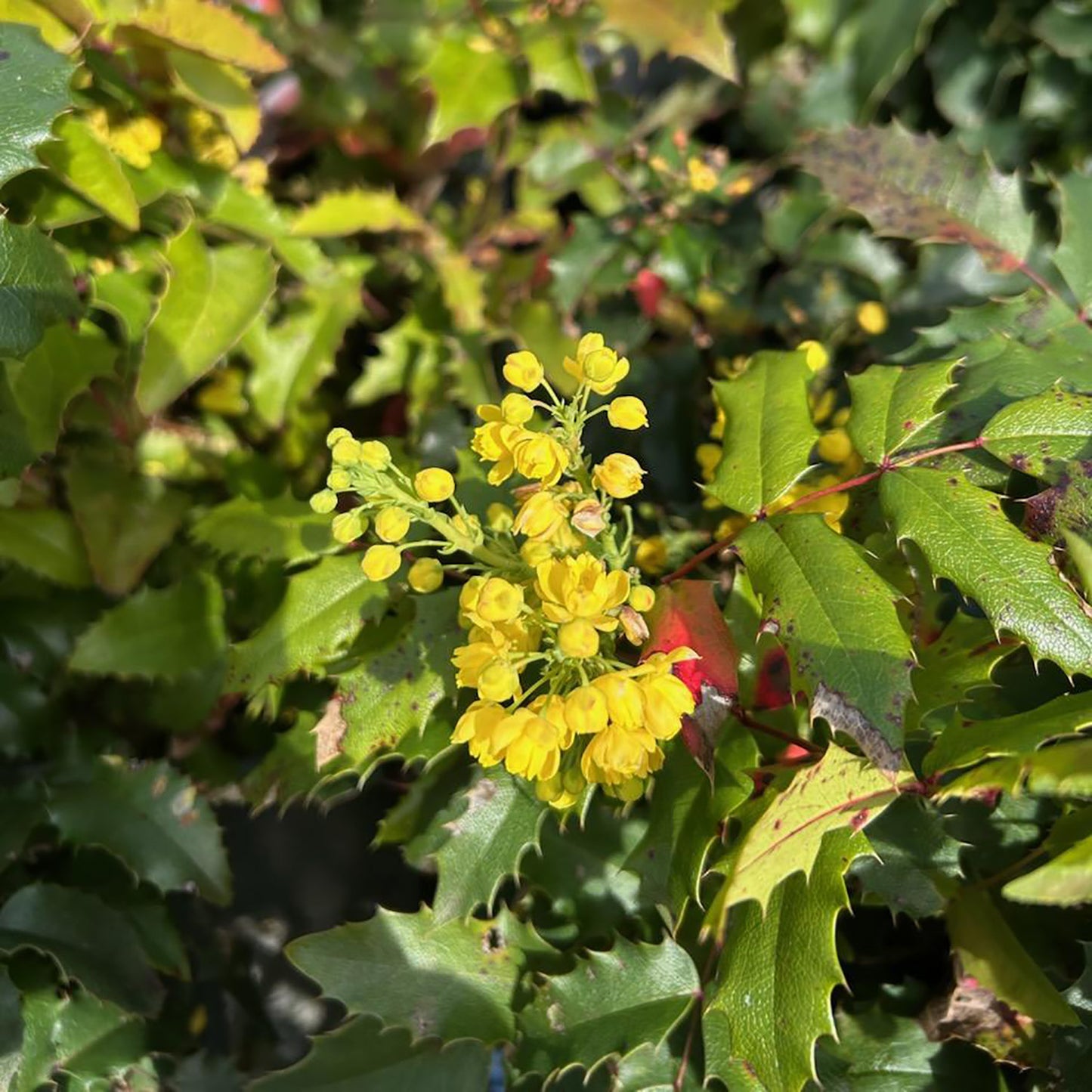Planting with Natives - 5/4 @ 11AM