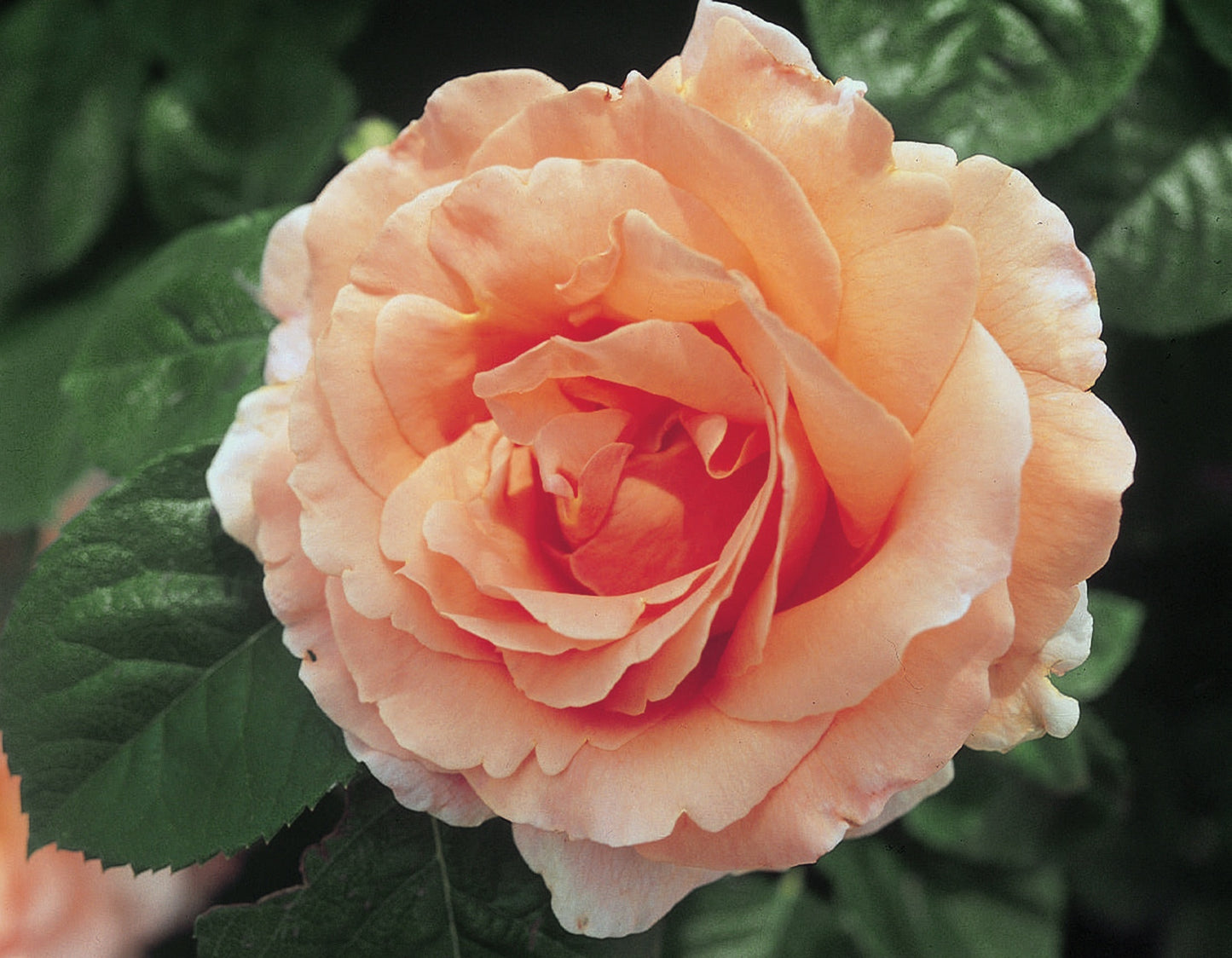 Polka™ Climbing Rose #3