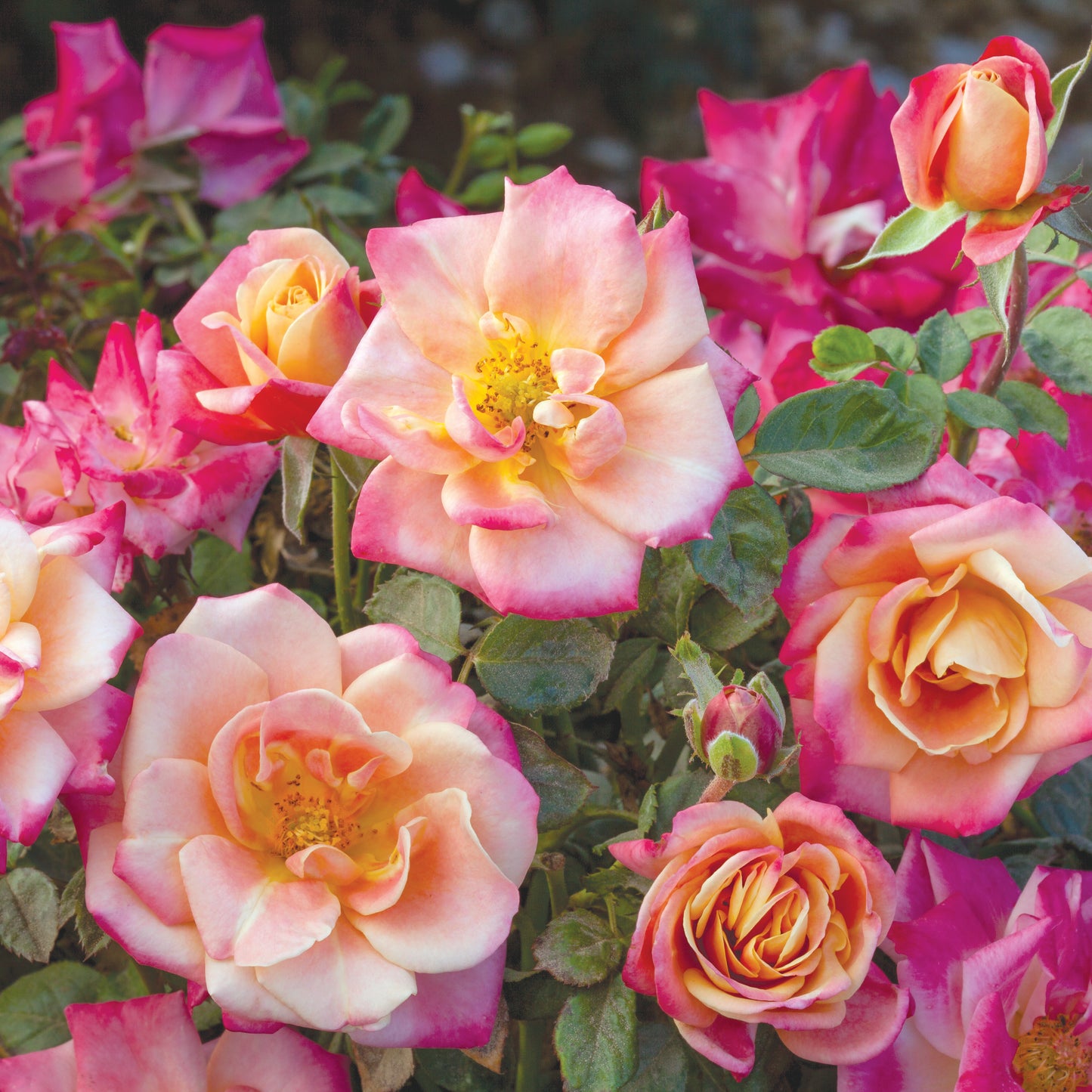 Rosa 'Polynesian Punch' FL - 3 gallon