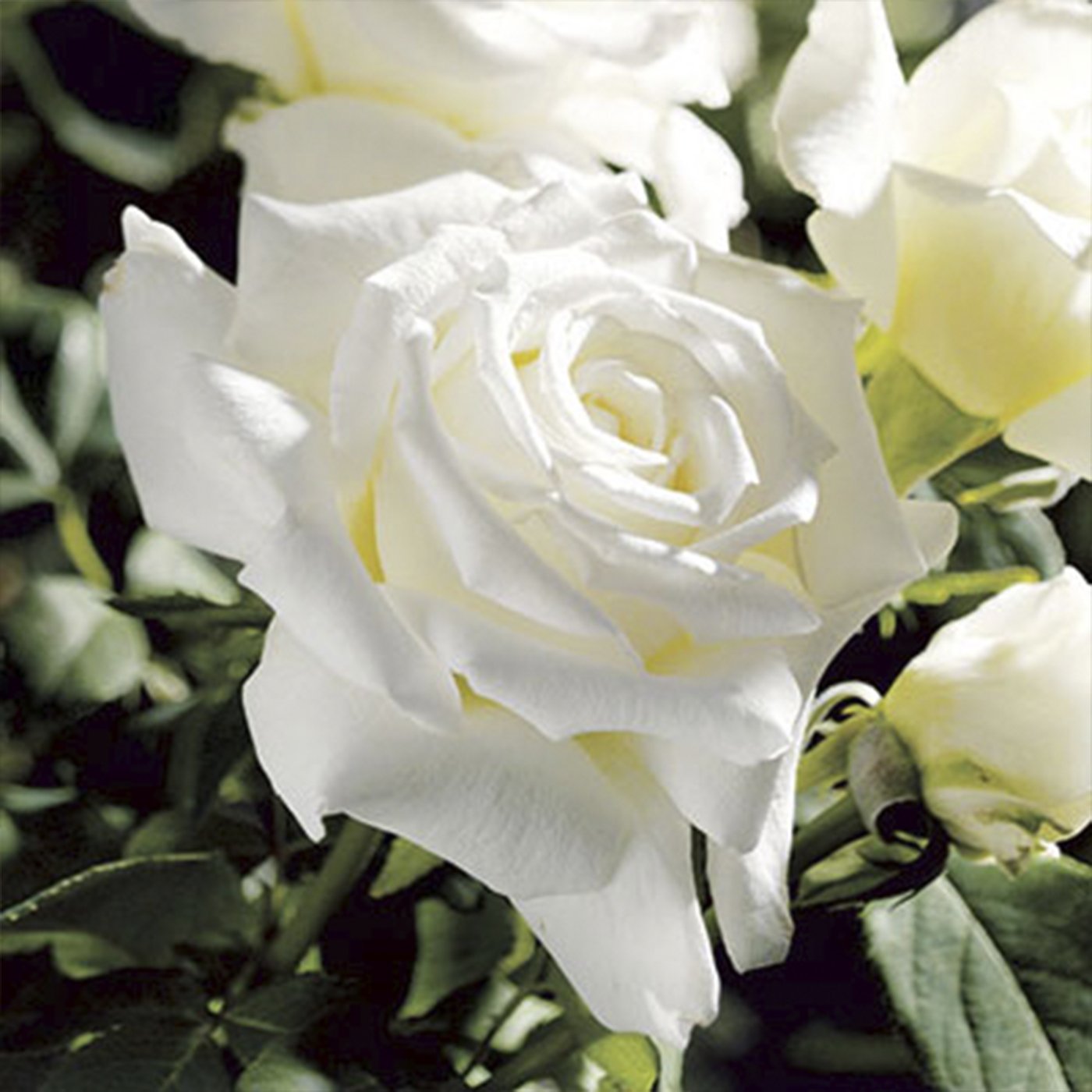 Pope John Paul II Hybrid Tea Rose Patio Tree 36"