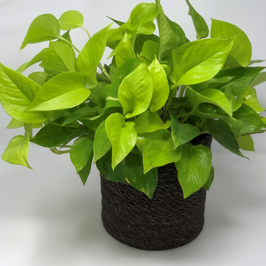 Potted Houseplant