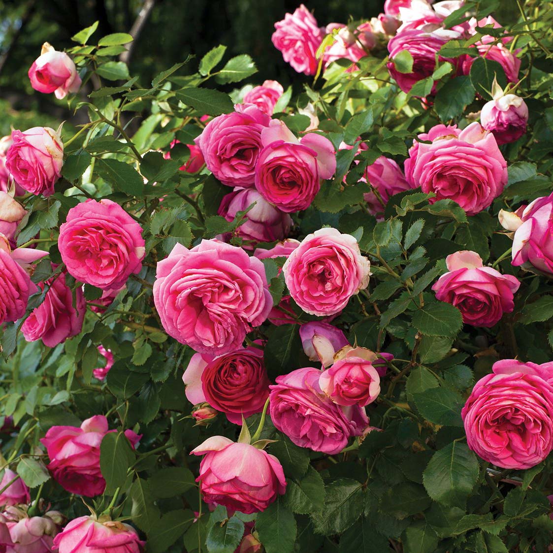 Rosa 'Eden Climber Pretty In Pink' CL - 3 gallon